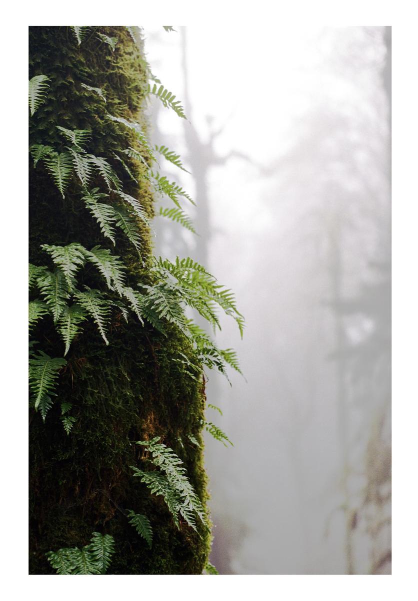 Ferns grow on a mossy tree trunk in a hazy forest.