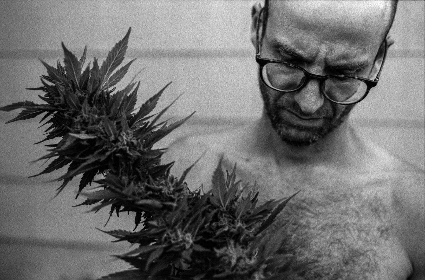 A man with glasses looks down at a cannabis plant.