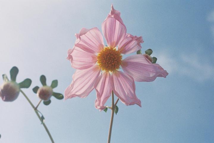 A pink flower with a yellow center is shown against a clear blue sky.