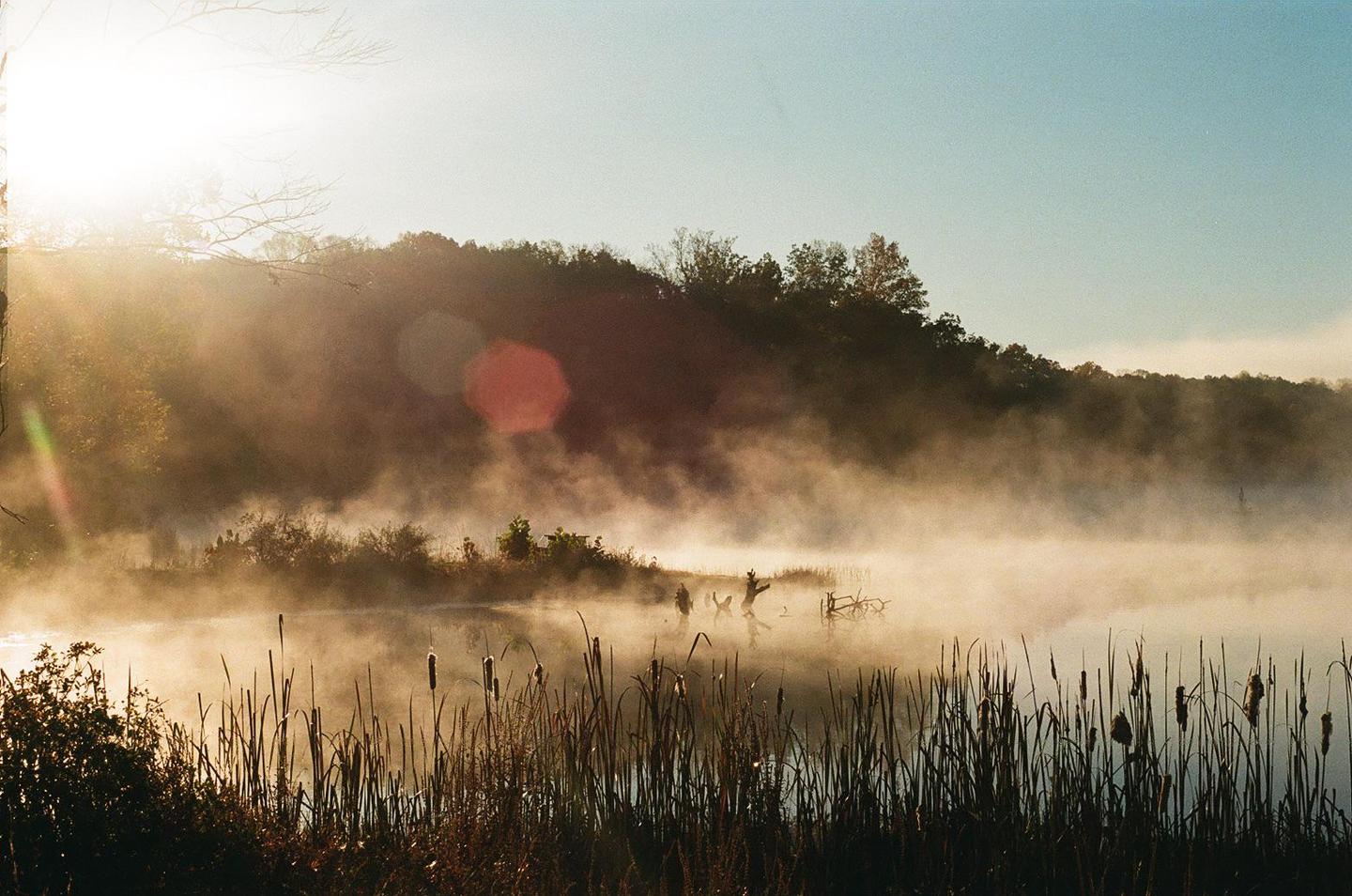 The sun shines over a foggy lake with tall grass in the foreground and a forest in the background.