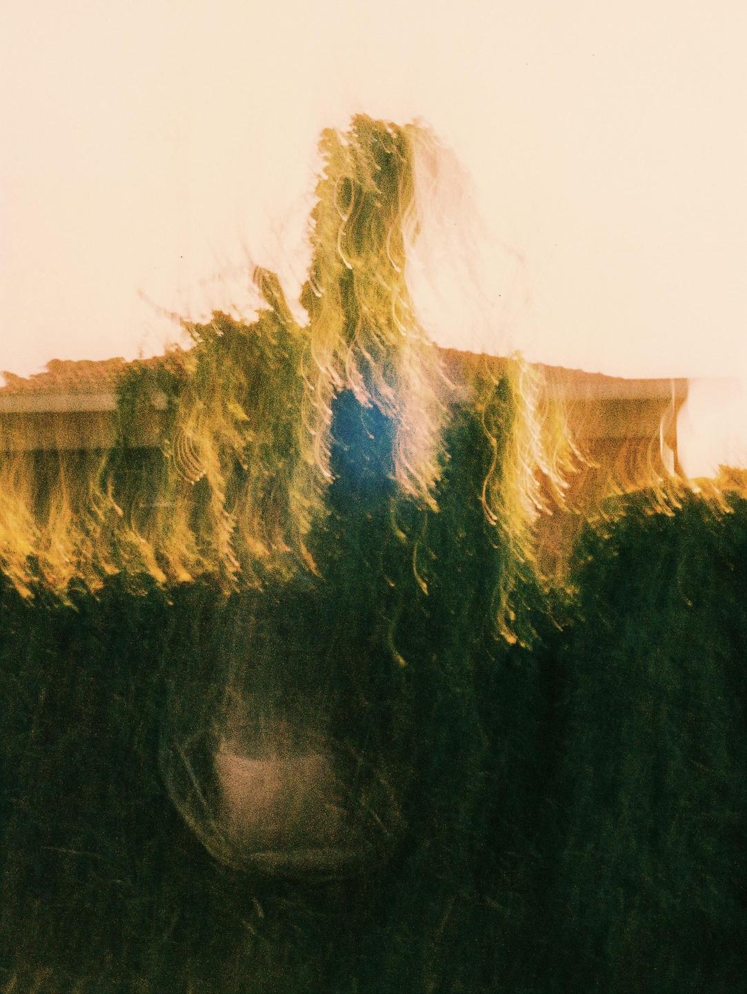 A blurry image shows a house behind a hedge with a tree in the center.