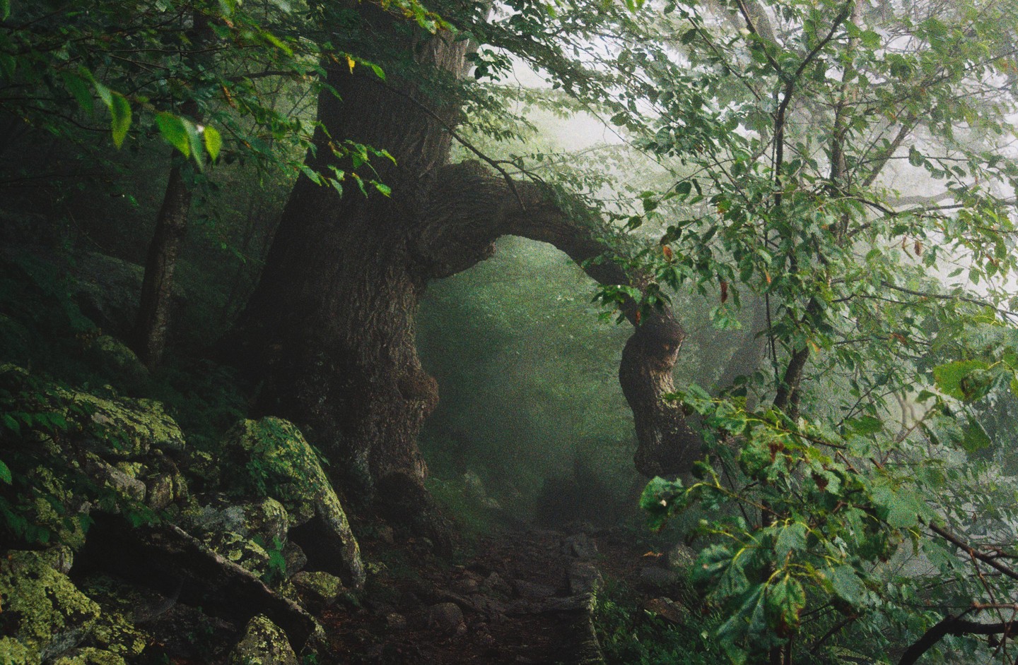 A path leads through a misty forest with a large tree forming an archway.