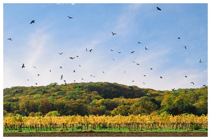 A flock of birds flies over a vineyard with autumn foliage and a hill covered in trees.
