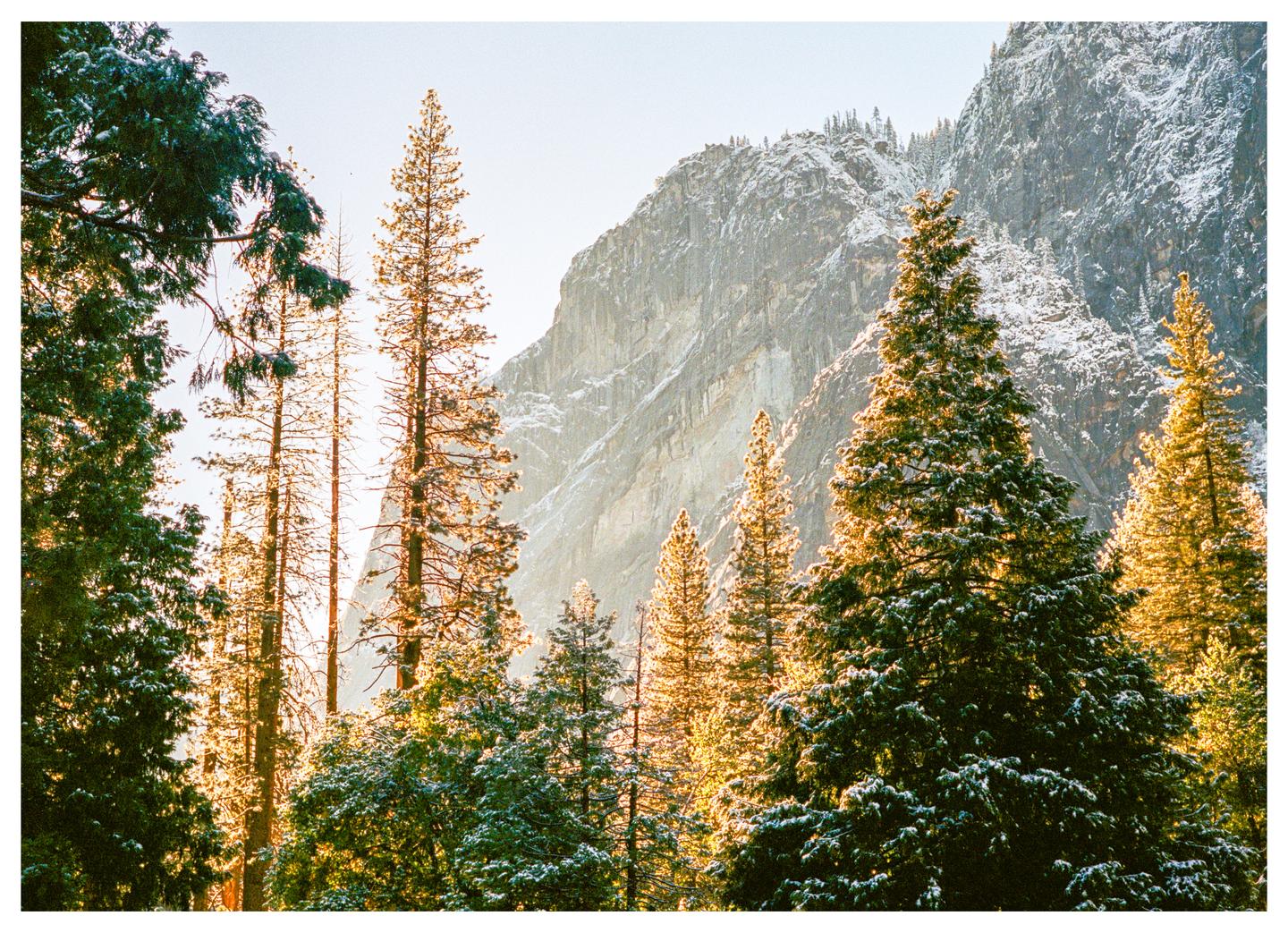 Snow-dusted pine trees glow in the golden hour light against a backdrop of a snow-capped mountain.