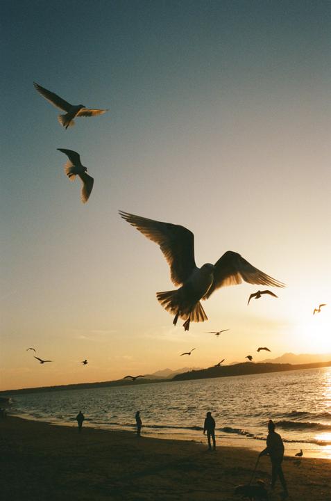 Several seagulls fly over a beach with people and water in the background during sunset.