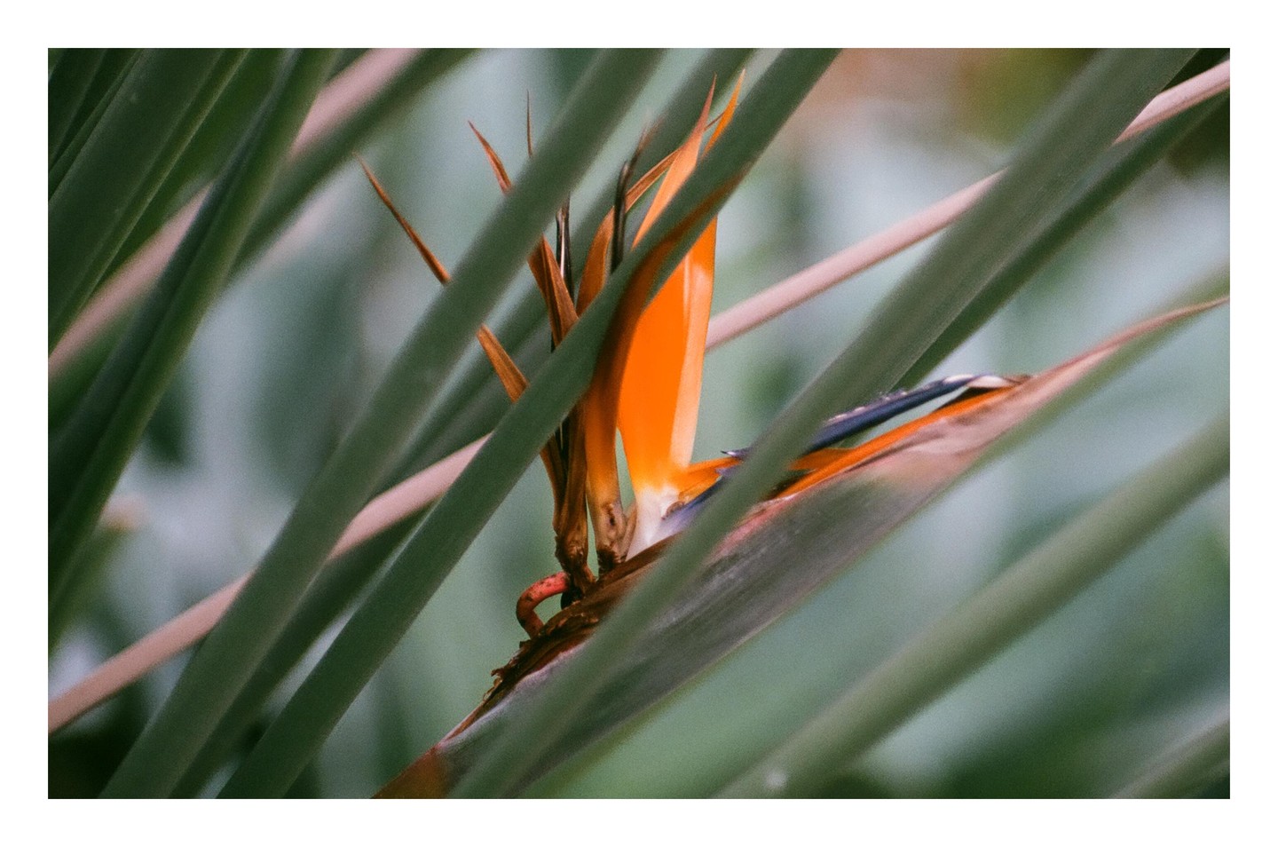 An orange bird of paradise flower is partially obscured by green leaves.