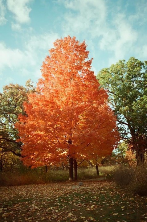 A vibrant orange tree stands tall amidst green trees and fallen leaves under a blue sky with clouds.