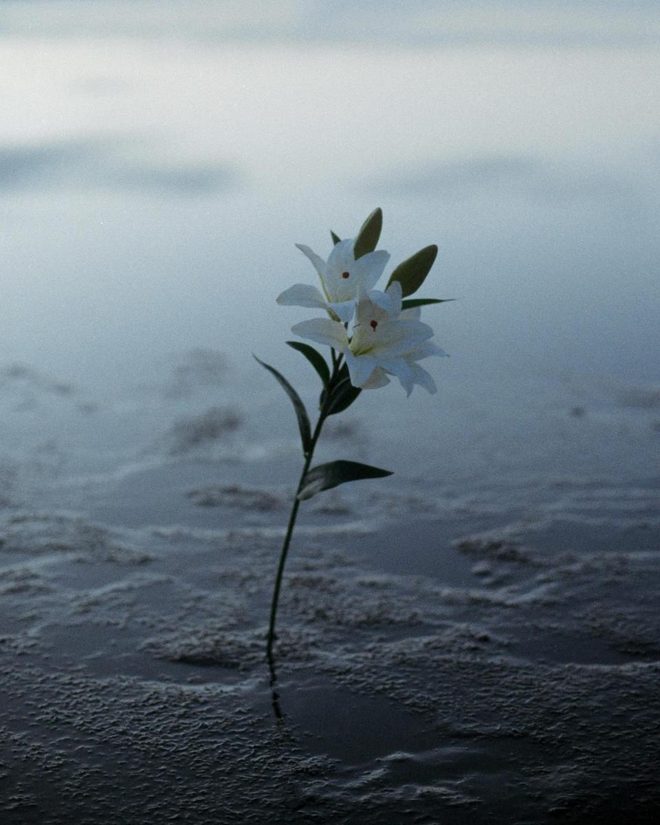 A white lily with two blossoms and two buds stands in shallow water with a dark, textured surface.