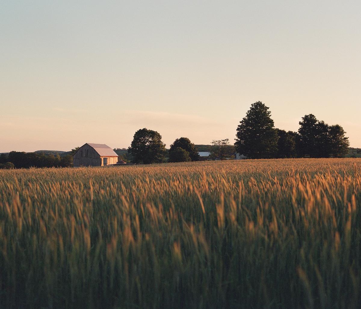 A barn stands in a field of golden hay under a clear sky.