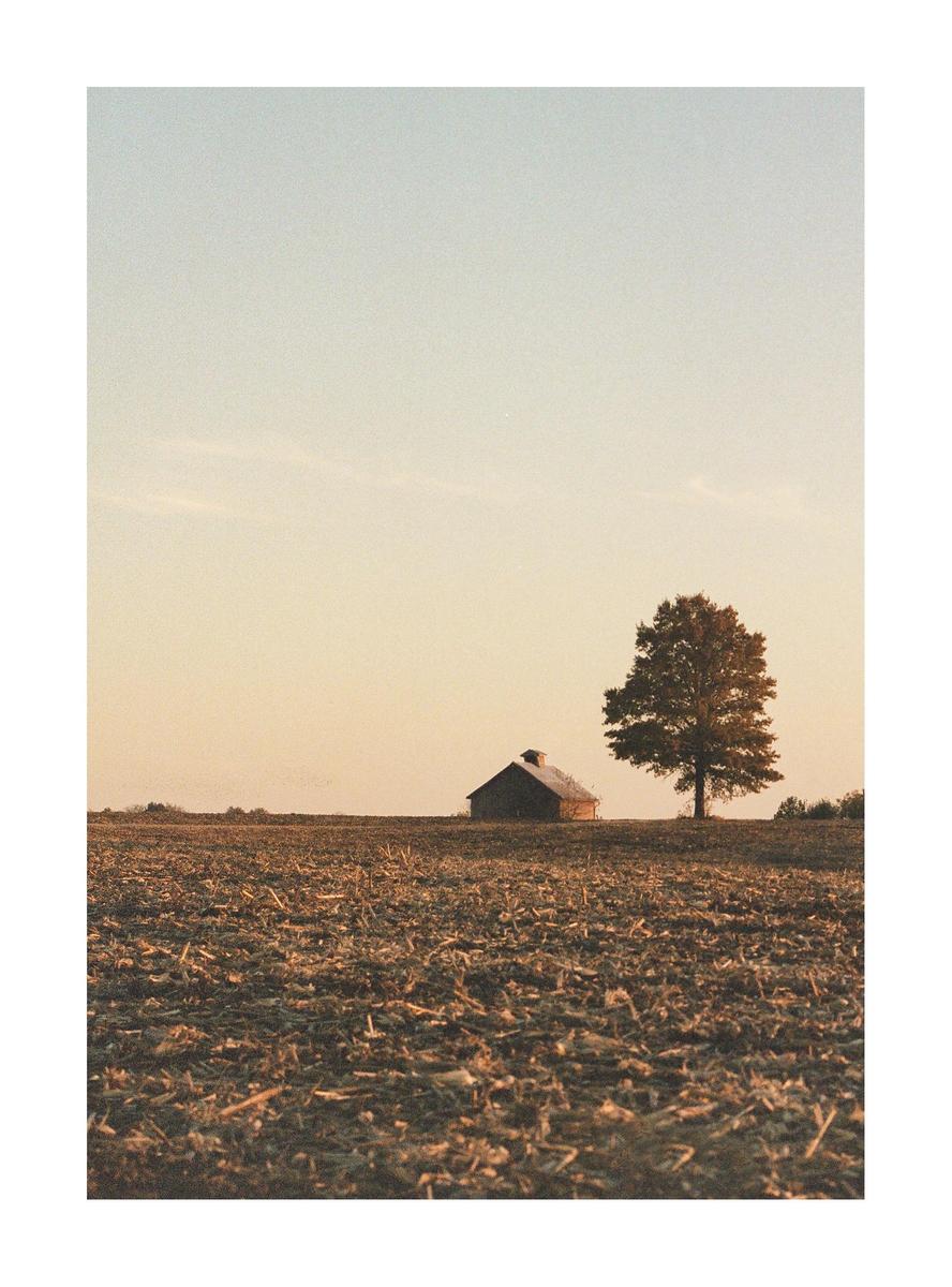 A small barn and a tree stand in a field under a pale sky.