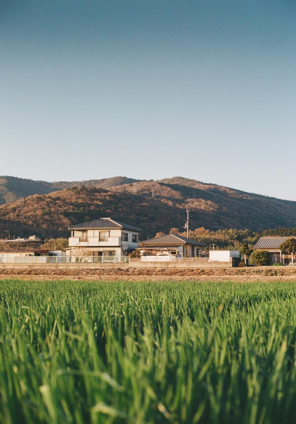A field of green rice plants is in the foreground with houses and a mountain in the background.