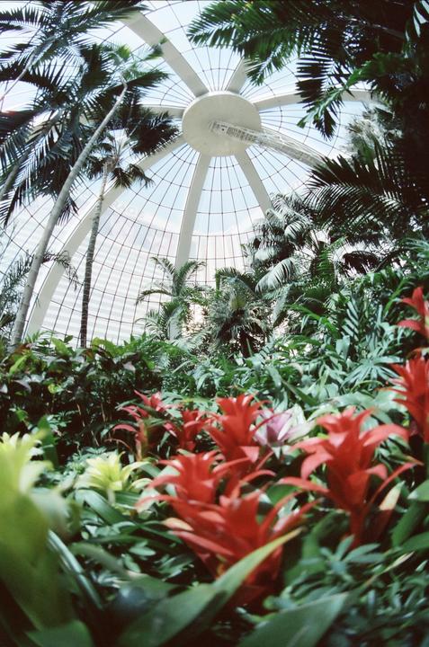 Red and yellow bromeliads are in the foreground of a greenhouse with palm trees and a glass domed roof.