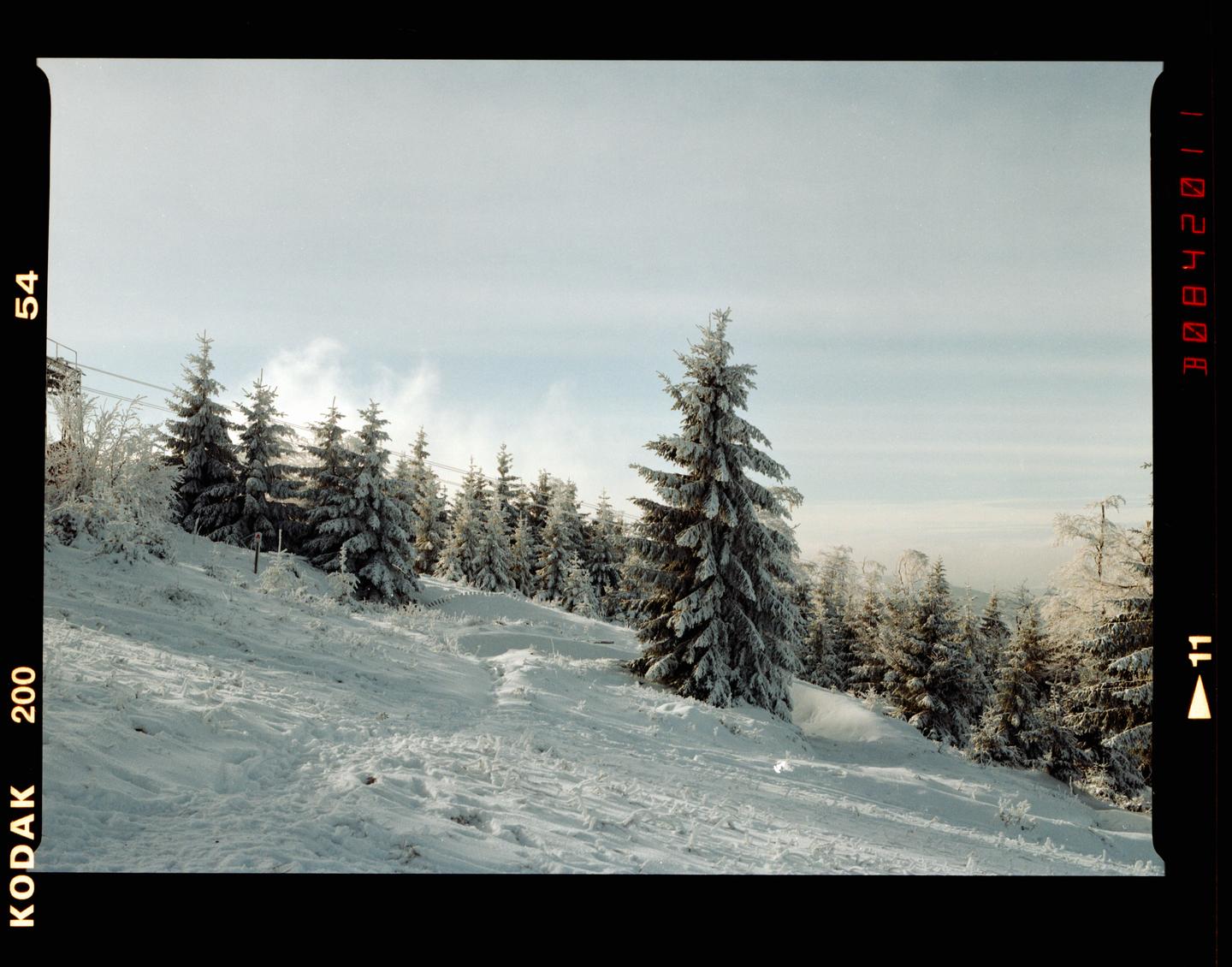 A snow-covered mountain slope is dotted with evergreen trees under a bright sky.