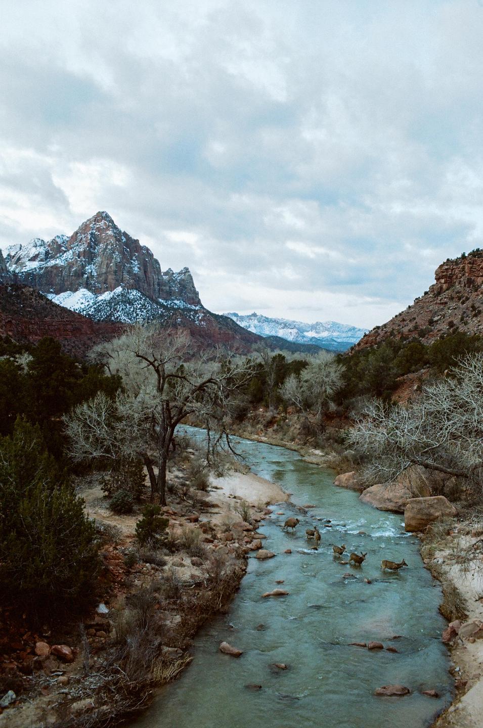 A herd of deer wade through a river in a valley with snow-capped mountains under a cloudy sky.