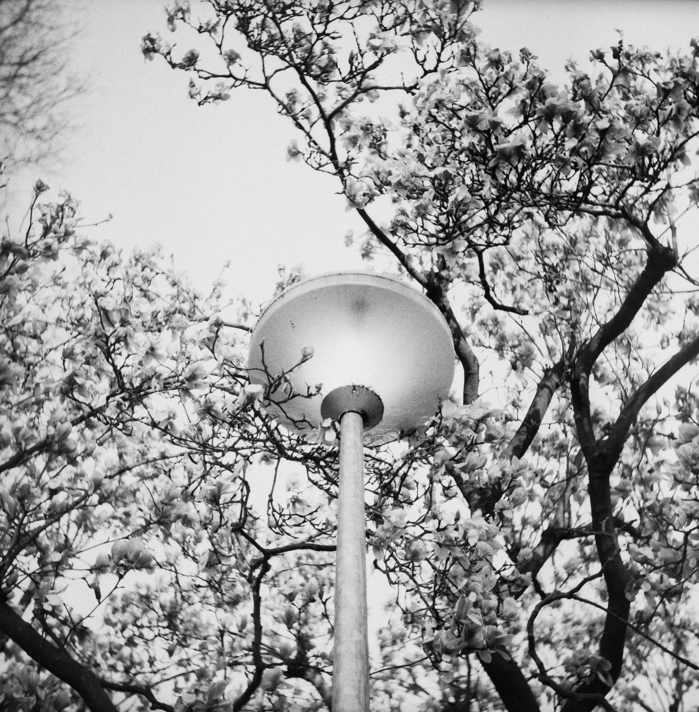 A street light is surrounded by the branches and blossoms of a tree.
