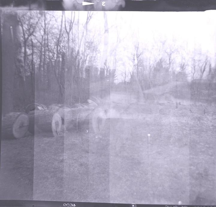 Several cut logs are stacked on the ground in a wooded area with bare trees.