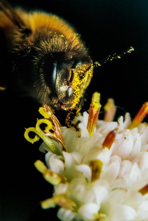 A bee covered in yellow pollen is perched on a white flower.