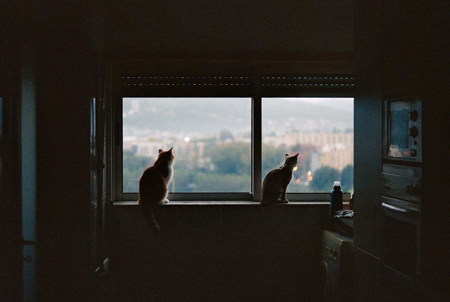 Two cats sit on a windowsill looking out at a city.
