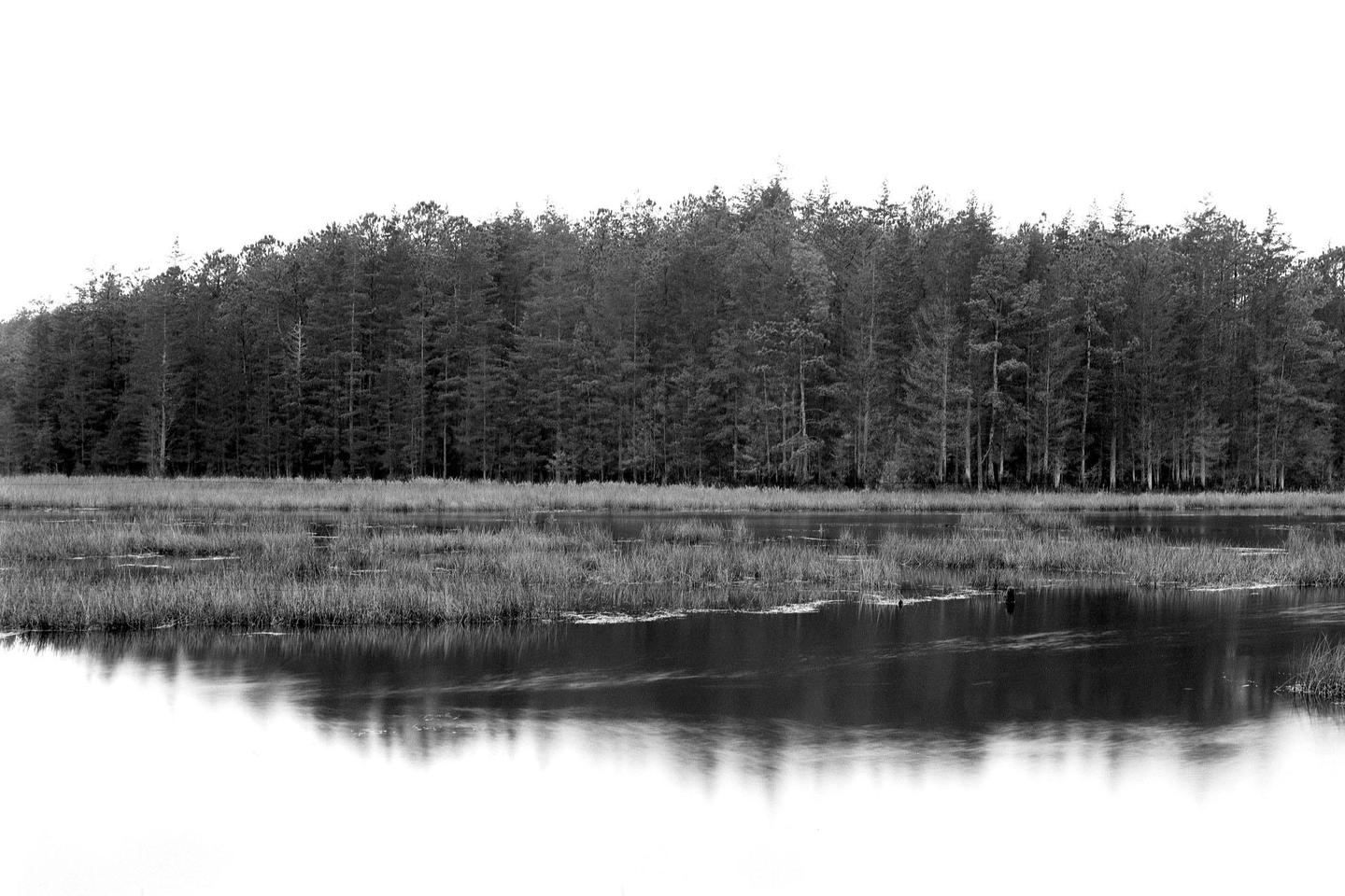 A dense forest stands behind a body of water with tall grass growing in it, reflecting the trees on its surface.