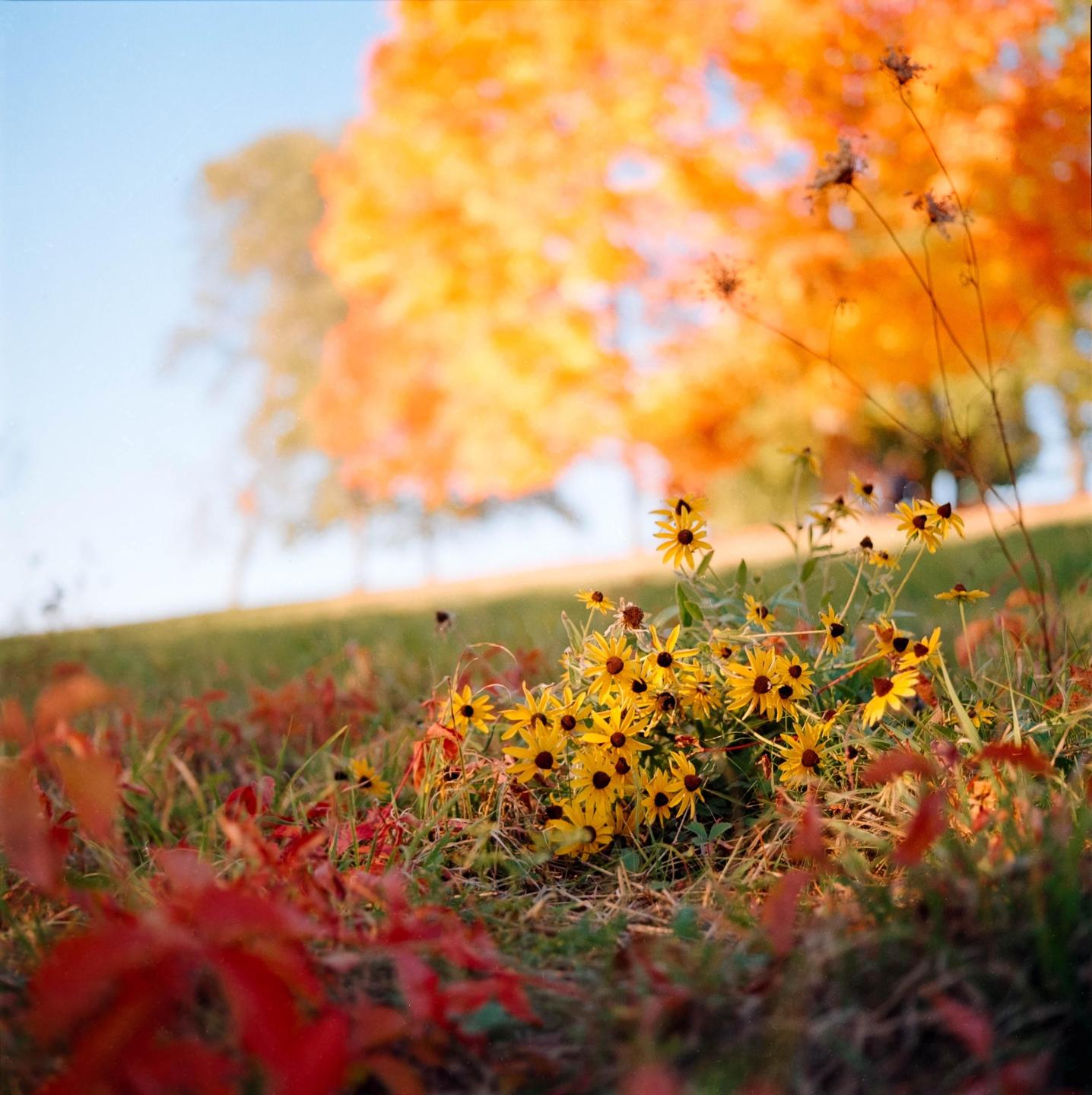 A cluster of yellow flowers grows in a field with red foliage in the foreground and an orange tree in the background.