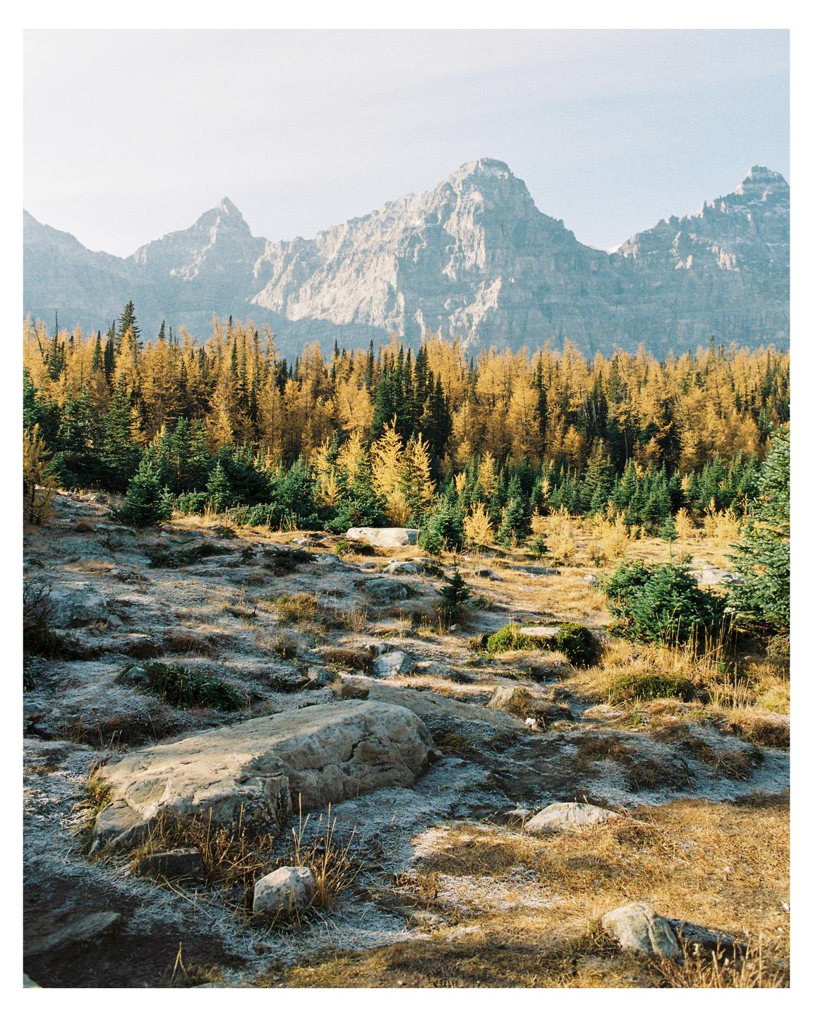 A rocky, frosty landscape with a forest of green and yellow trees is overlooked by a mountain range.