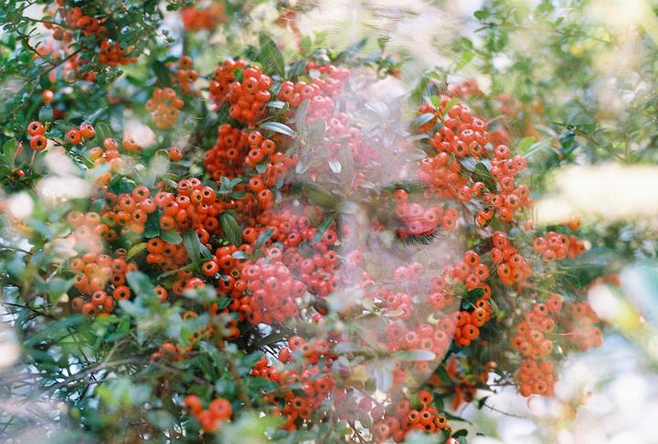 A woman's face is visible through a double exposure with a bush full of red berries.