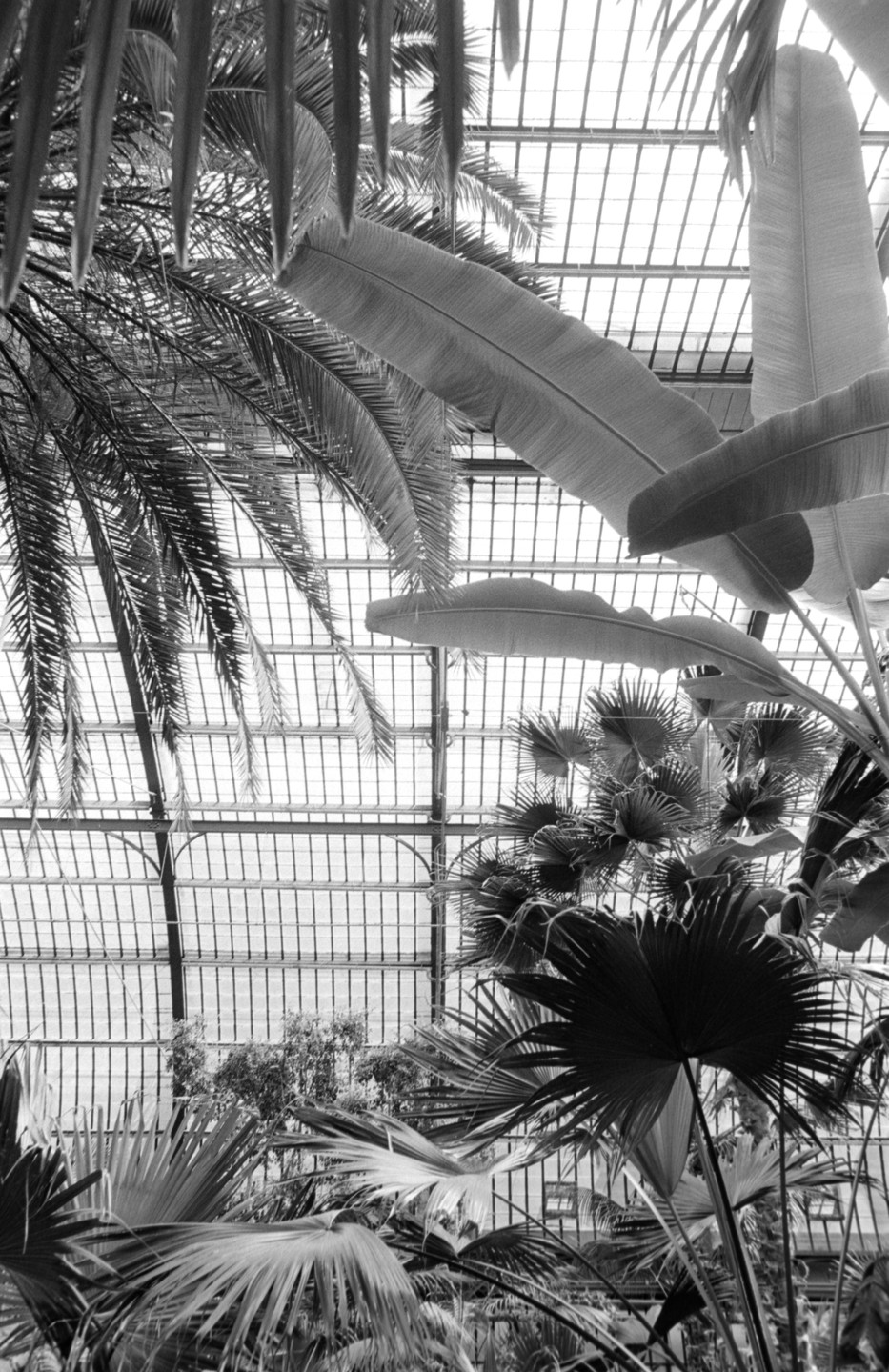 Palm fronds and other tropical plants fill a greenhouse with a glass ceiling.