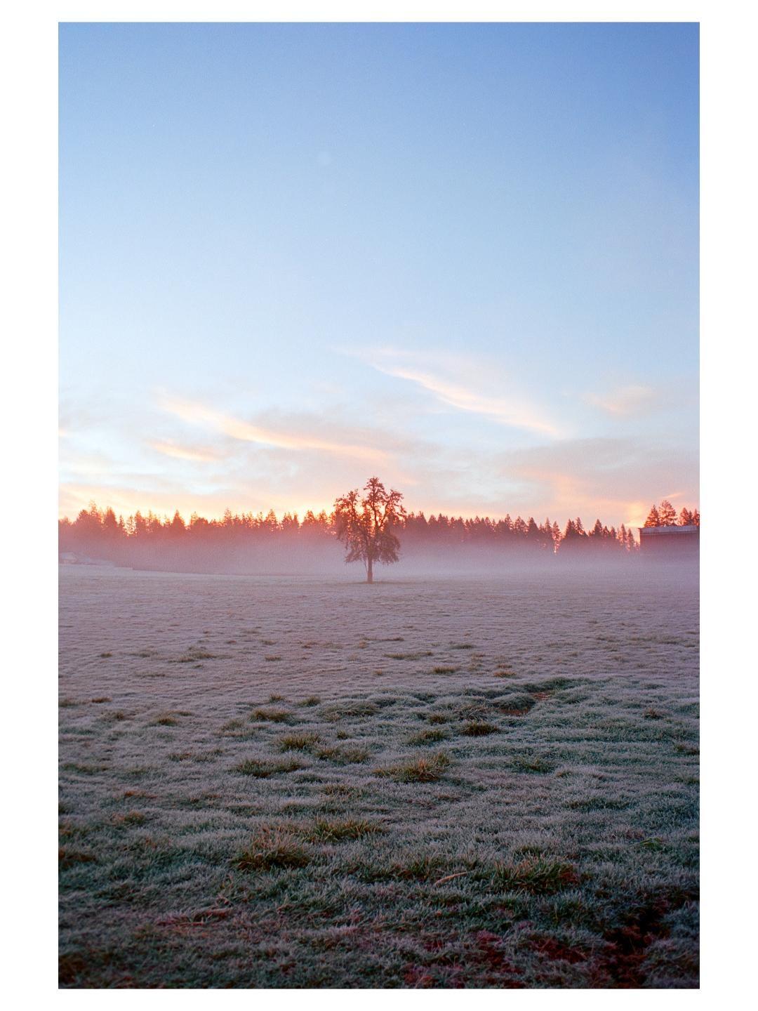 A single tree stands in a frosty field with a forest in the background under a colorful sunrise sky.