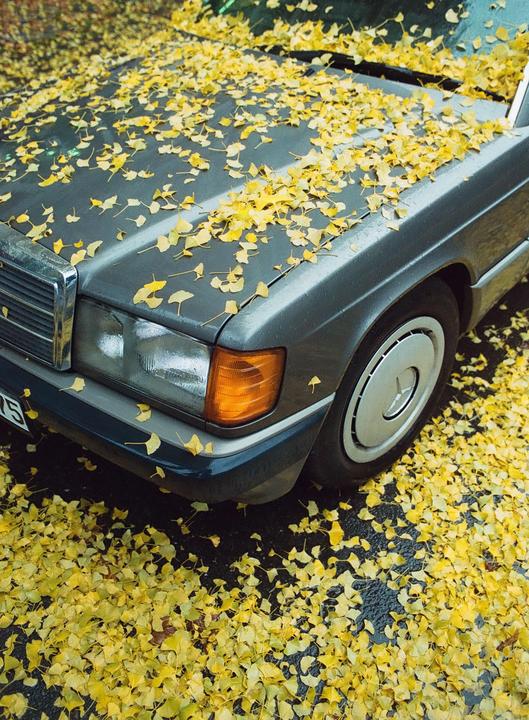 Yellow autumn leaves cover the hood and ground around a gray car.
