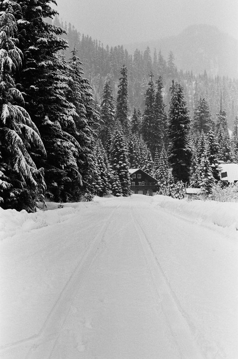 A snow-covered road leads to a house nestled among tall pine trees in a winter landscape.