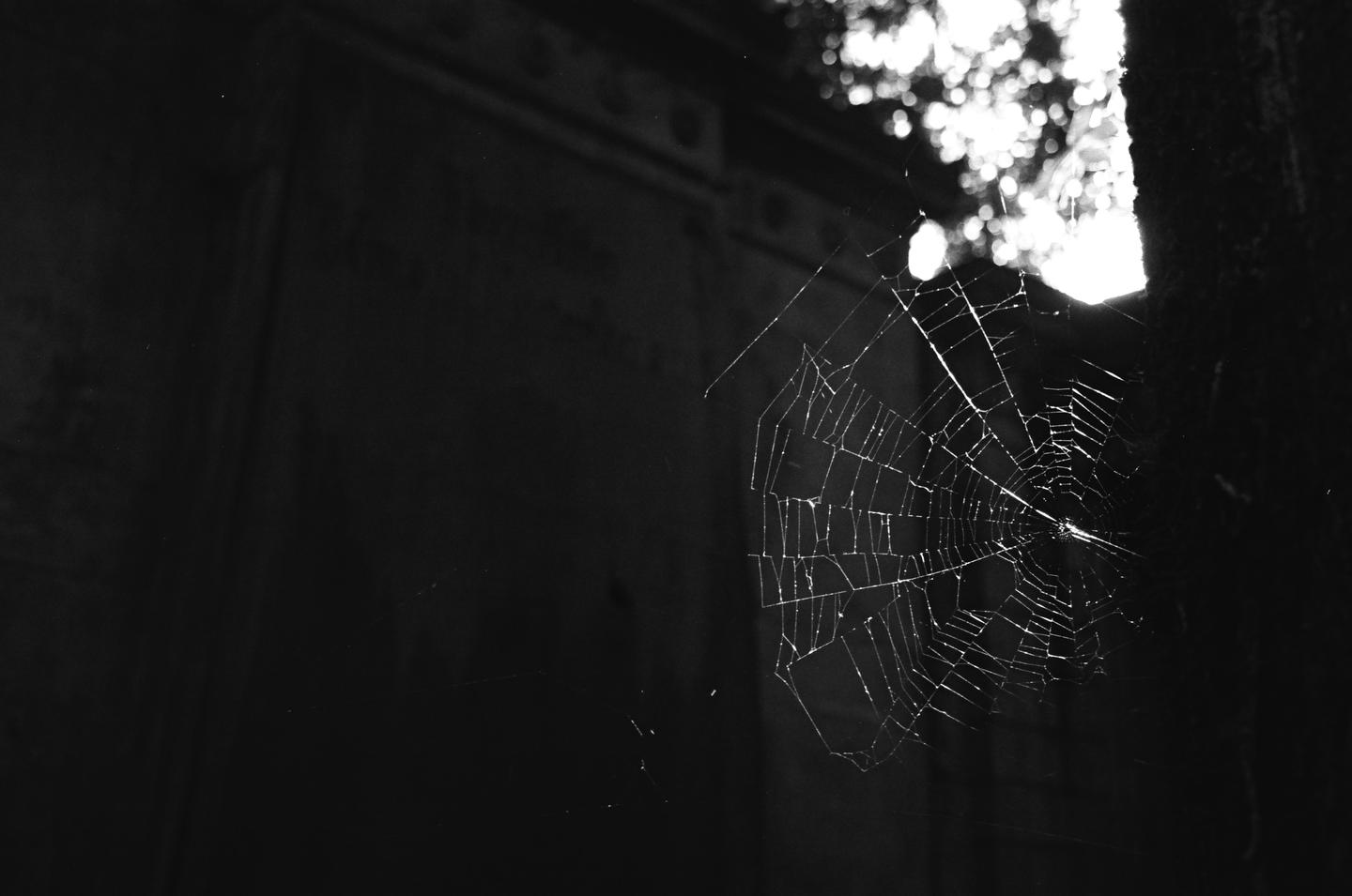 A spiderweb is illuminated by bright light from above and to the right, against a dark background.