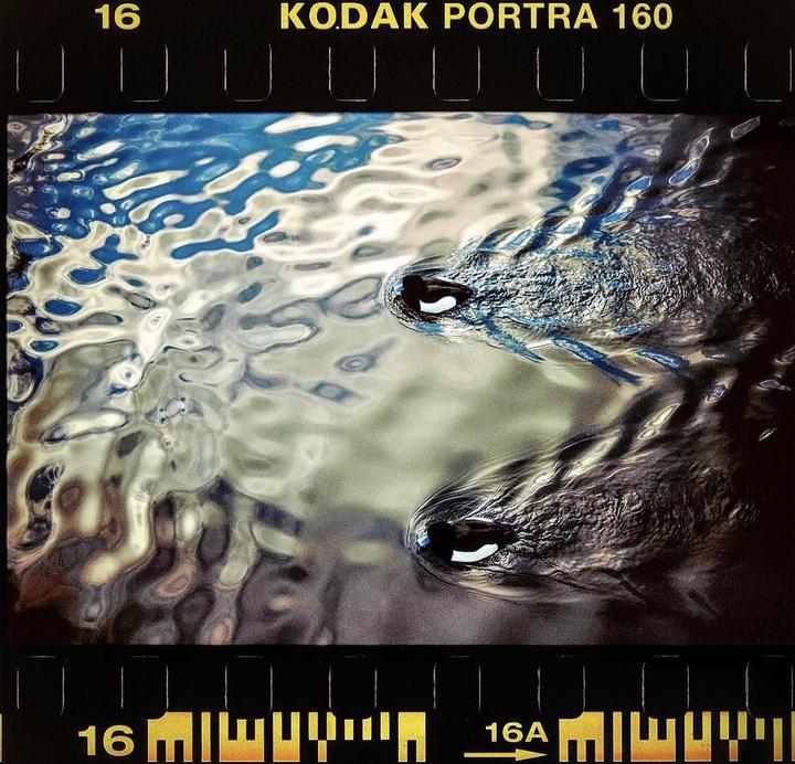 Two crocodile snouts are visible above the water surface, with ripples reflecting the sky.