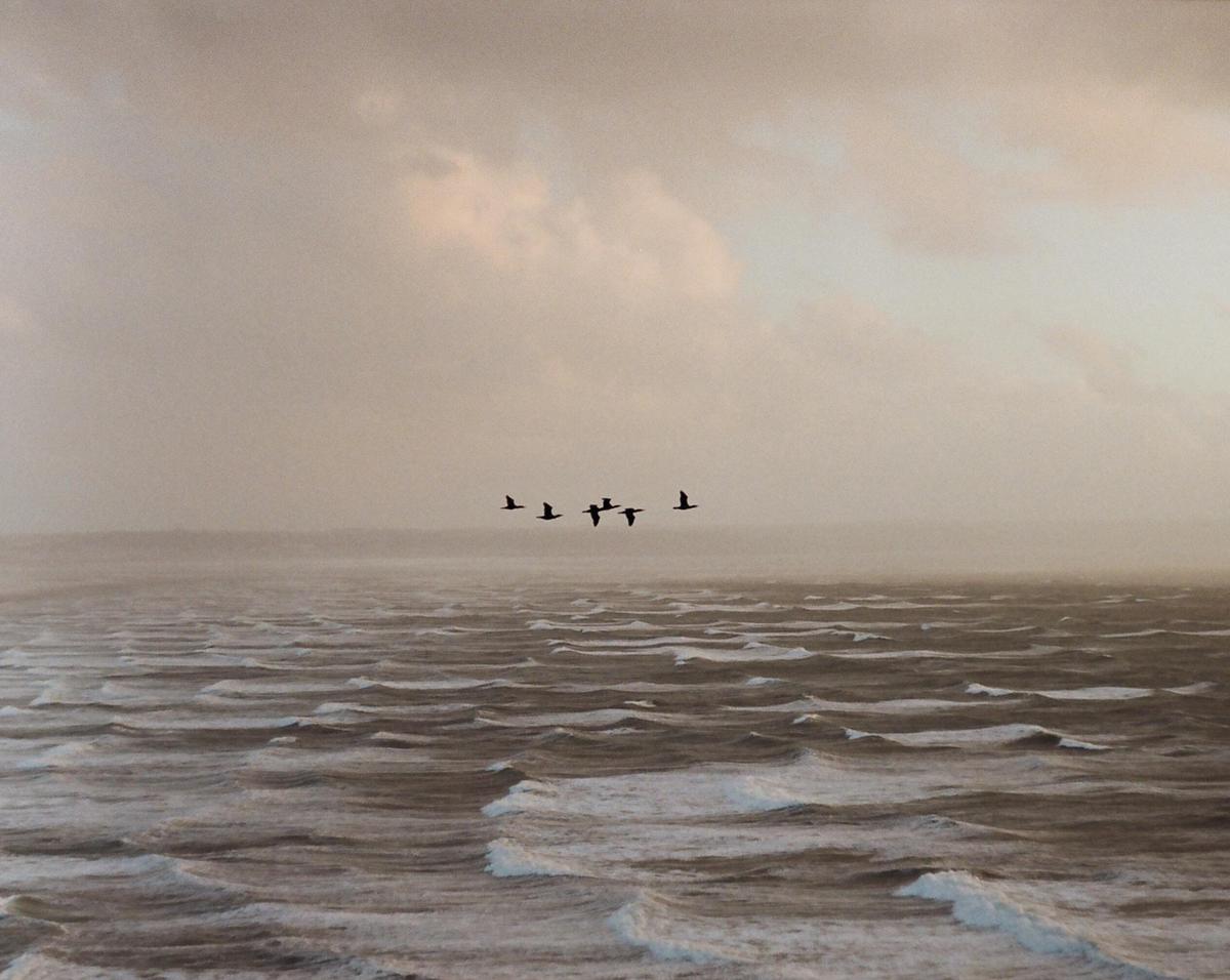 A flock of birds flies over a choppy sea under a cloudy sky.