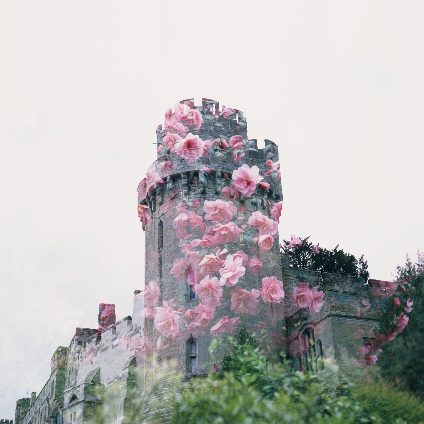 A double exposure shows a castle tower overlaid with pink blossoms.