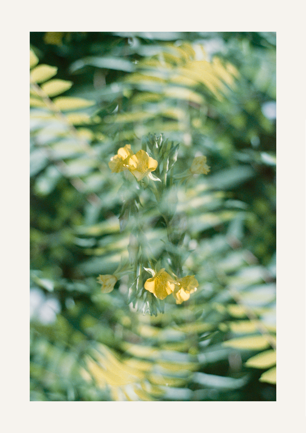 Yellow flowers are visible through a double exposure effect, creating an inverted reflection.
