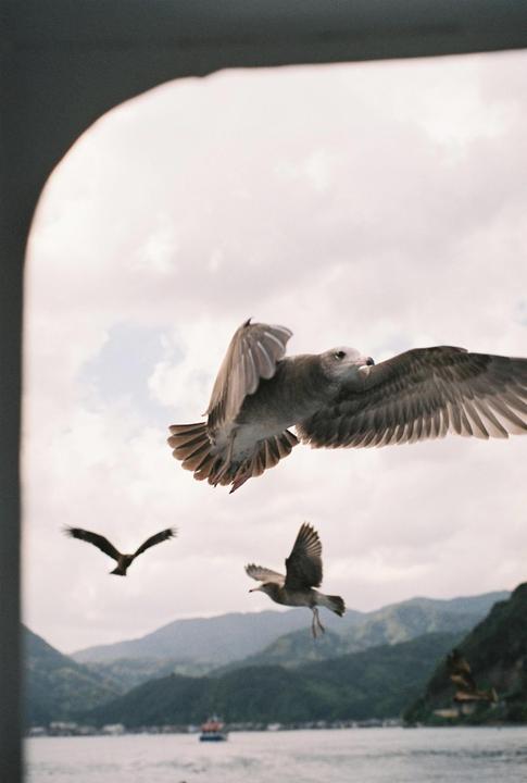 A seagull flies in the foreground with two other birds and a body of water with mountains in the background.