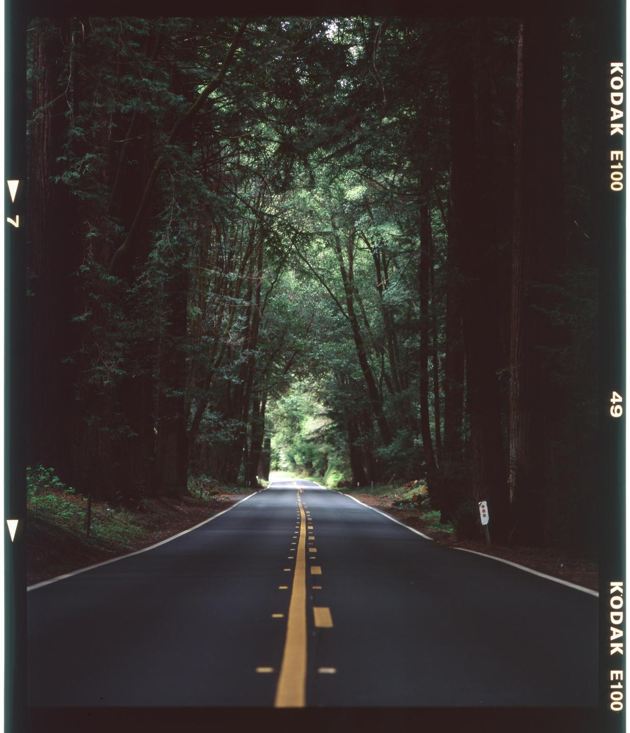 A road with a yellow dividing line stretches through a forest of tall trees.