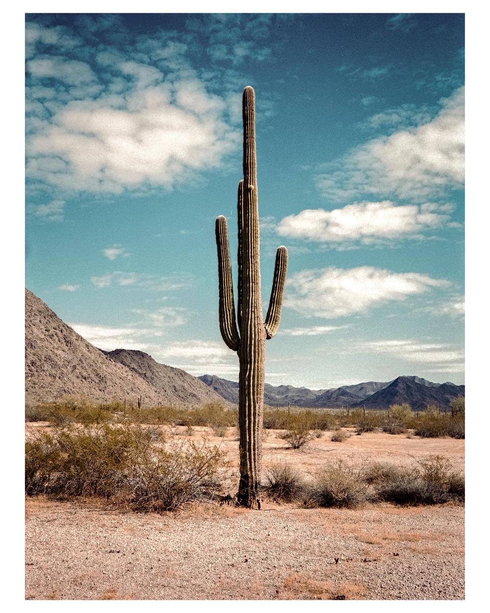 A tall saguaro cactus stands in a desert landscape with mountains and a cloudy sky.