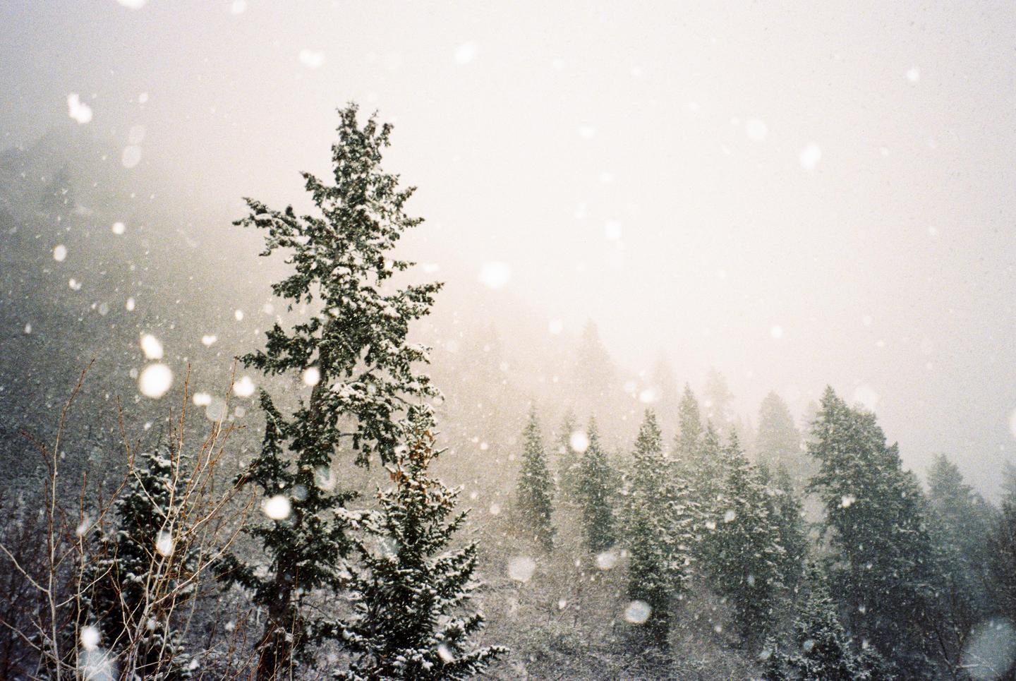 A snowstorm blankets a forest of evergreen trees.