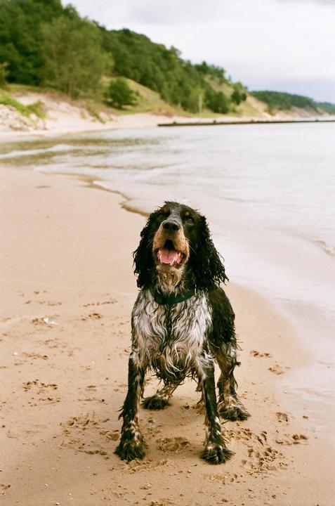 A wet dog stands on a sandy beach with water and a treed hill in the background.