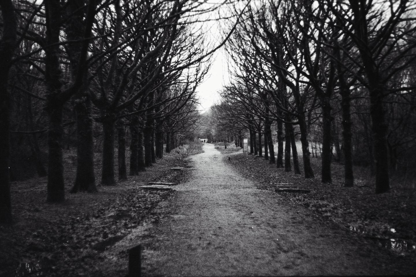 A path leads through a double row of bare trees in a park.