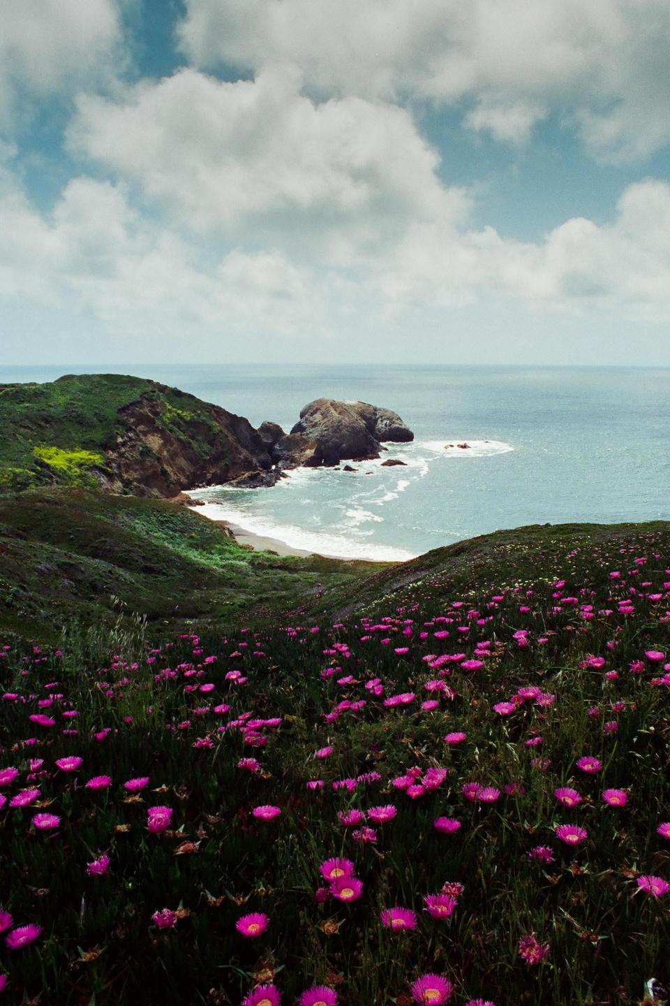 A field of pink flowers overlooks a rocky coastline with a sandy beach and ocean under a cloudy sky.