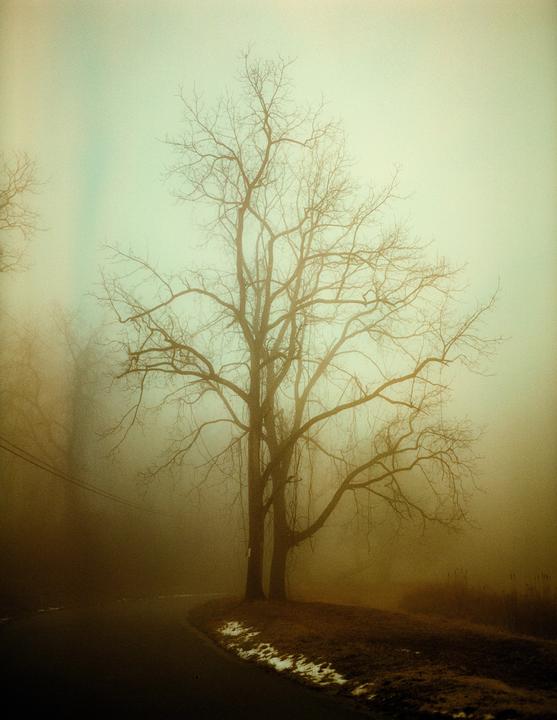 A bare tree stands beside a winding road on a hazy day.