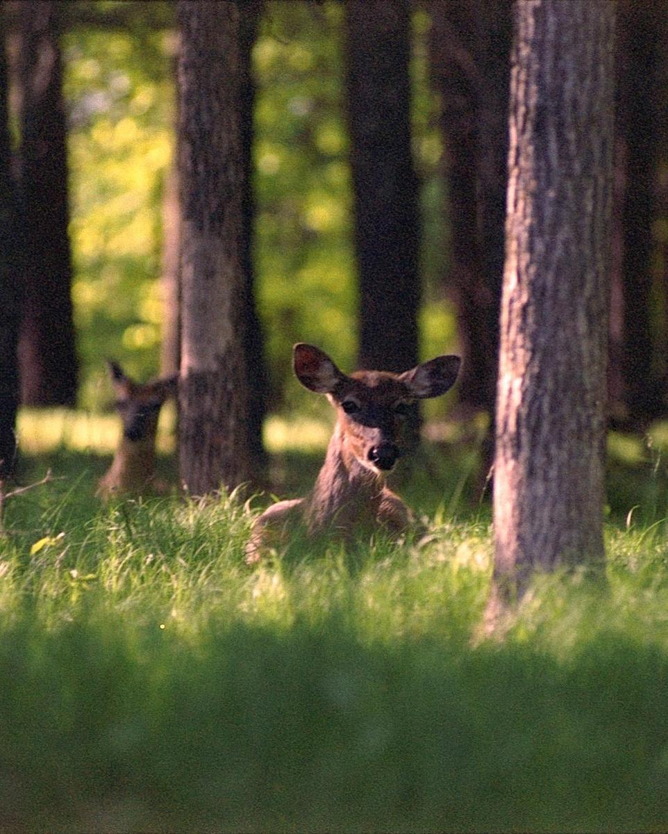 Two deer are partially visible in tall grass among trees in a forest.