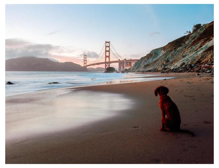 A dog sits on a sandy beach looking out at the ocean and the Golden Gate Bridge at dusk.