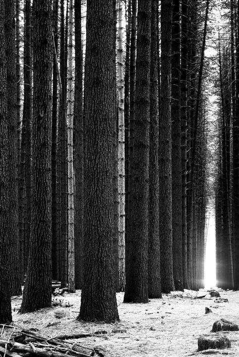 A dense forest of tall, slender trees with a bright light source at the end of a path.