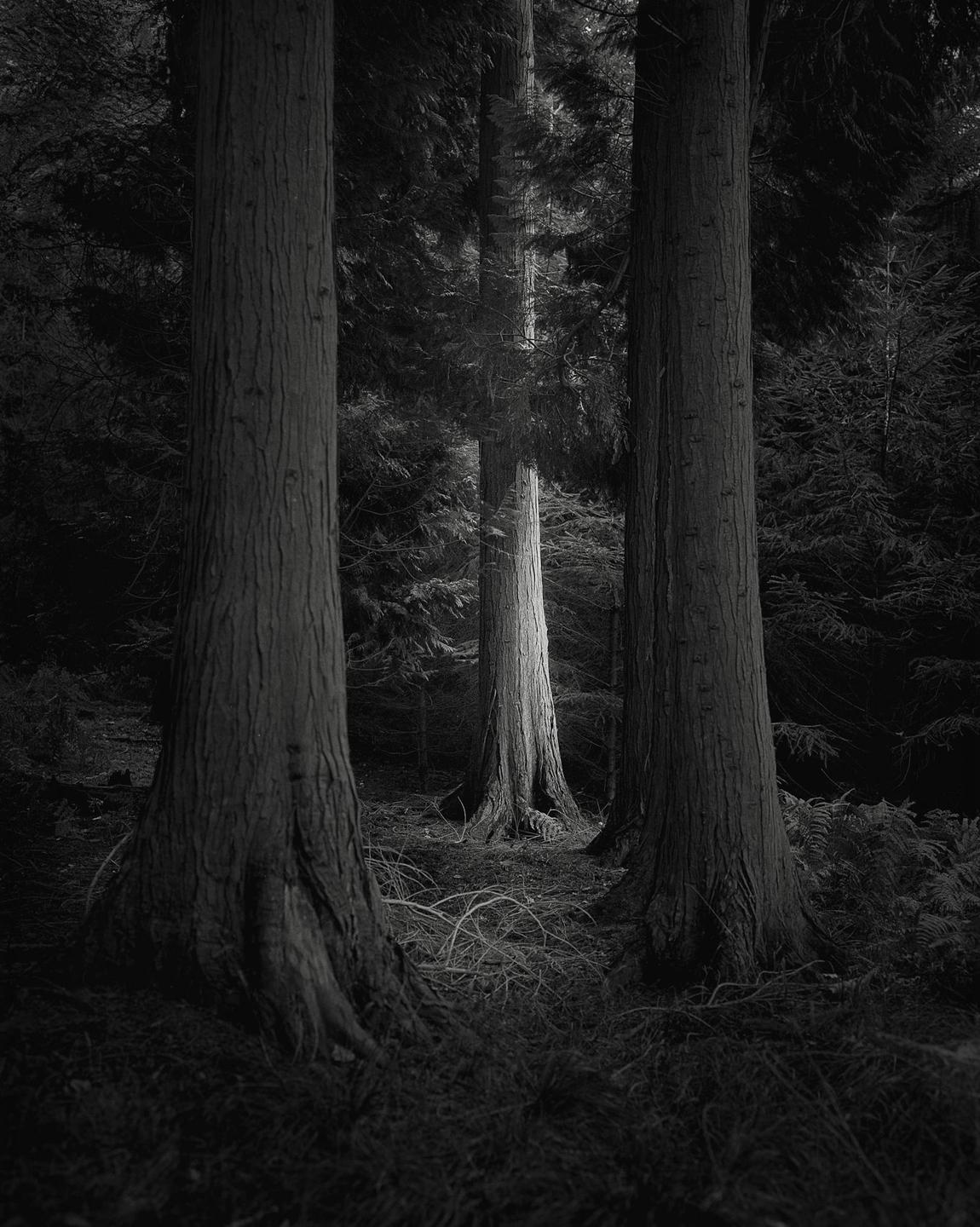Three tree trunks stand in a dark forest with one trunk illuminated in the distance.