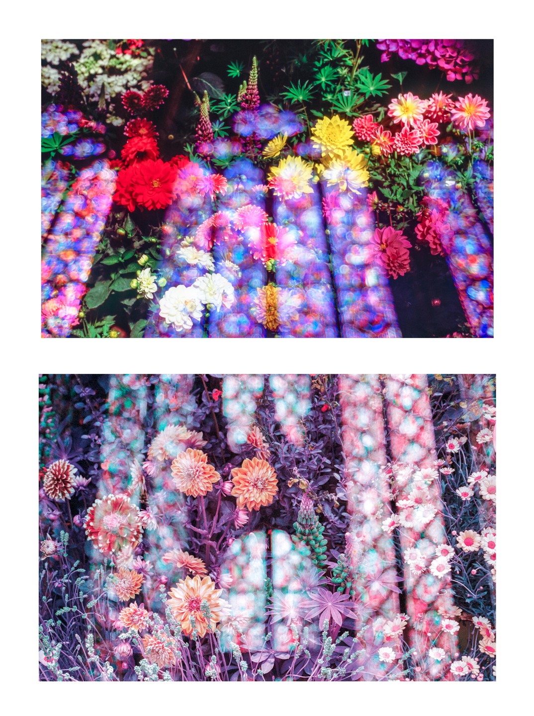 Two images show colorful flowers in a garden with abstract light patterns cast over them.