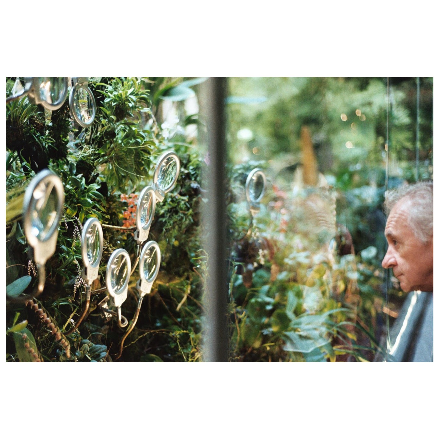A man looks at a wall of plants with multiple magnifying glasses attached to it.
