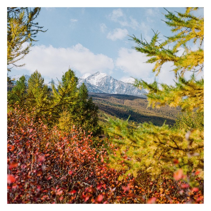 A snow-capped mountain peak rises above a forest of autumn trees and red bushes.